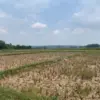 Kekeringan sawah yang terjadi di wilayah Kecamatan Jonggol, Kabupaten Bogor. FOTO: Dzihar/Jabar Ekspres