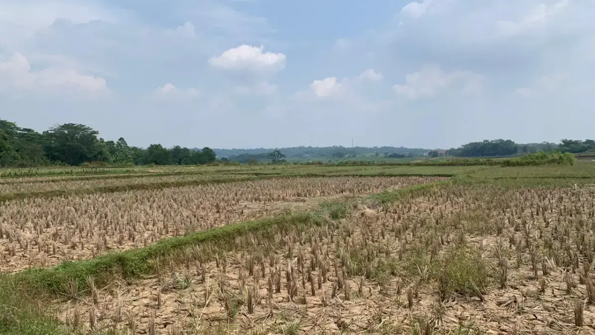 Hadapi Musim Kemarau, Pemkab Bogor Normalisasi Irigasi untuk Selamatkan 800 Hektare Sawah Kekeringan sawah yang terjadi di wilayah Kecamatan Jonggol, Kabupaten Bogor. FOTO: Dzihar/Jabar Ekspres