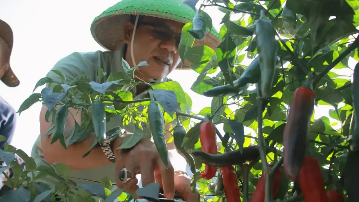 Panen Raya Cabai Merah di Bojongsoang, KDS Optimistis Koperasi Desa Makin Produktif