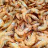 Ilustrasi ekspor udang windu. (Dok. Pixabay)
