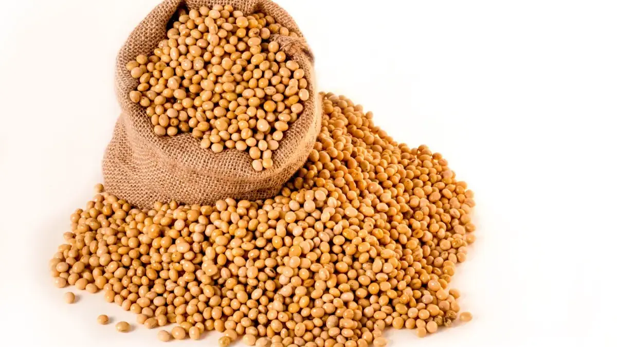 Kenaikan Harga Kedelai Masih Menekan Pengusaha Tahu-Tempe di Cianjur Kenaikan Harga Kedelai Masih Menekan Pengusaha Tahu-Tempe di Cianjur