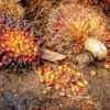 Harga Sawit Petani Swadaya Melonjak 12,32 Persen, Tembus Rp3.674 per Kilogram
