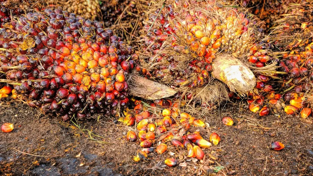 Harga Sawit Petani Swadaya Melonjak 12,32 Persen, Tembus Rp3.674 per Kilogram