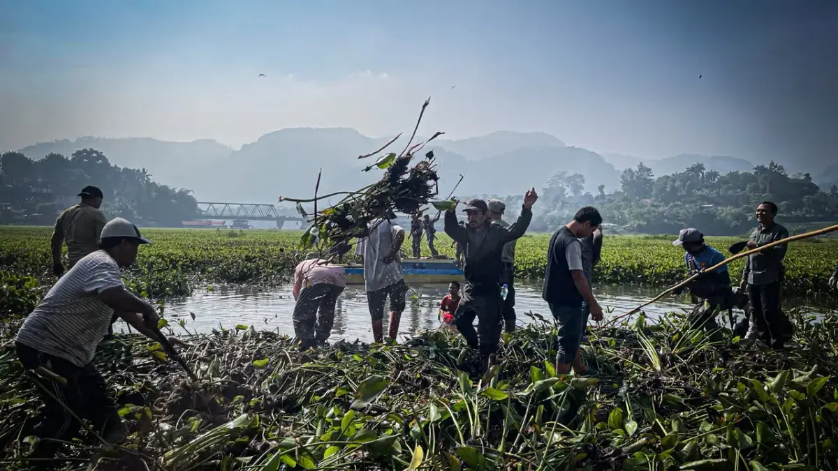 DLH Sebut Limbah Domestik hingga Industri Picu Meluasnya Eceng Gondok di Saguling Masyarakat bergotong royong bersihkan eceng gondok di perairan Waduk Saguling, Bandung Barat. Dok Jabar Ekspre