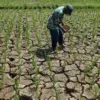 Pemkab Ciamis Tetapkan Status Siaga Darurat Kekeringan, 123 KK di Banjarsari Terdampak Krisis Air