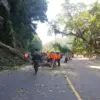 Proses evakuasi pohon tumbang di Jalan Cadas Pangeran wilayah Cigendel, Kecamatan Pamulihan, Kabupaten Sumedan