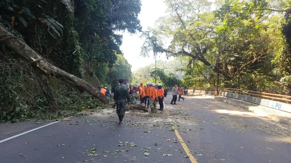 Pohon Tumbang Sempat Tutup Jalan Cadas Pangeran, Diduga Akibat Batang Sudah Lapuk Proses evakuasi pohon tumbang di Jalan Cadas Pangeran wilayah Cigendel, Kecamatan Pamulihan, Kabupaten Sumedan