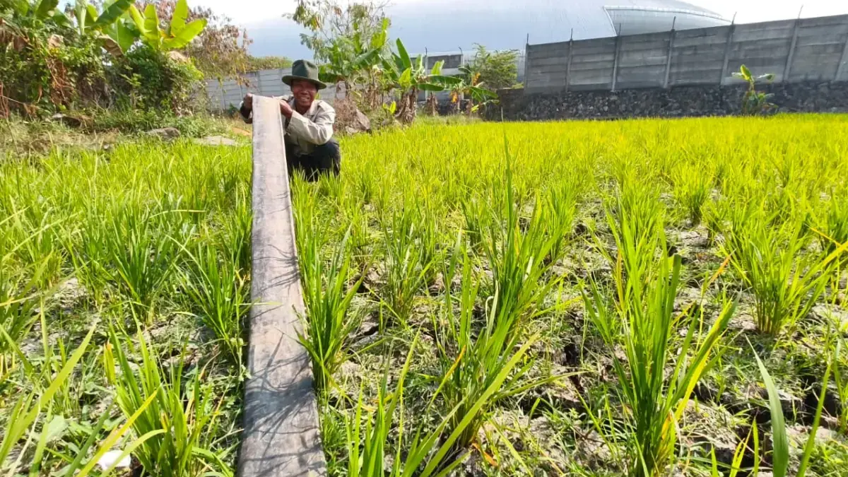 WALHI Jabar Soroti Ancaman Godzilla El Nino, Nilai Krisis Air Bersih Akibat Lemahnya Tata Kelola Lingkungan WALHI Jabar Soroti Ancaman Godzilla El Nino, Nilai Krisis Air Bersih Akibat Lemahnya Tata Kelola Lingkungan