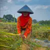 Ilustrasi: Petani di wilayah Kecamatan Ngamprah, Bandung Barat saat memanen padi. Dok Jabar Ekspres/Suwitno
