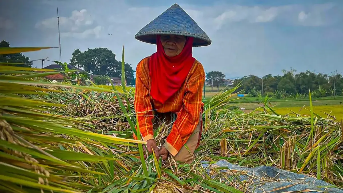 Ilustrasi: Petani di wilayah Kecamatan Ngamprah, Bandung Barat saat memanen padi. Dok Jabar Ekspres/Suwitno
