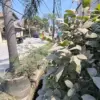 Kondisi jalan hingga pepohonan tertutup material debu diduga akibat aktivitas konstruksi perusahaan yang berda