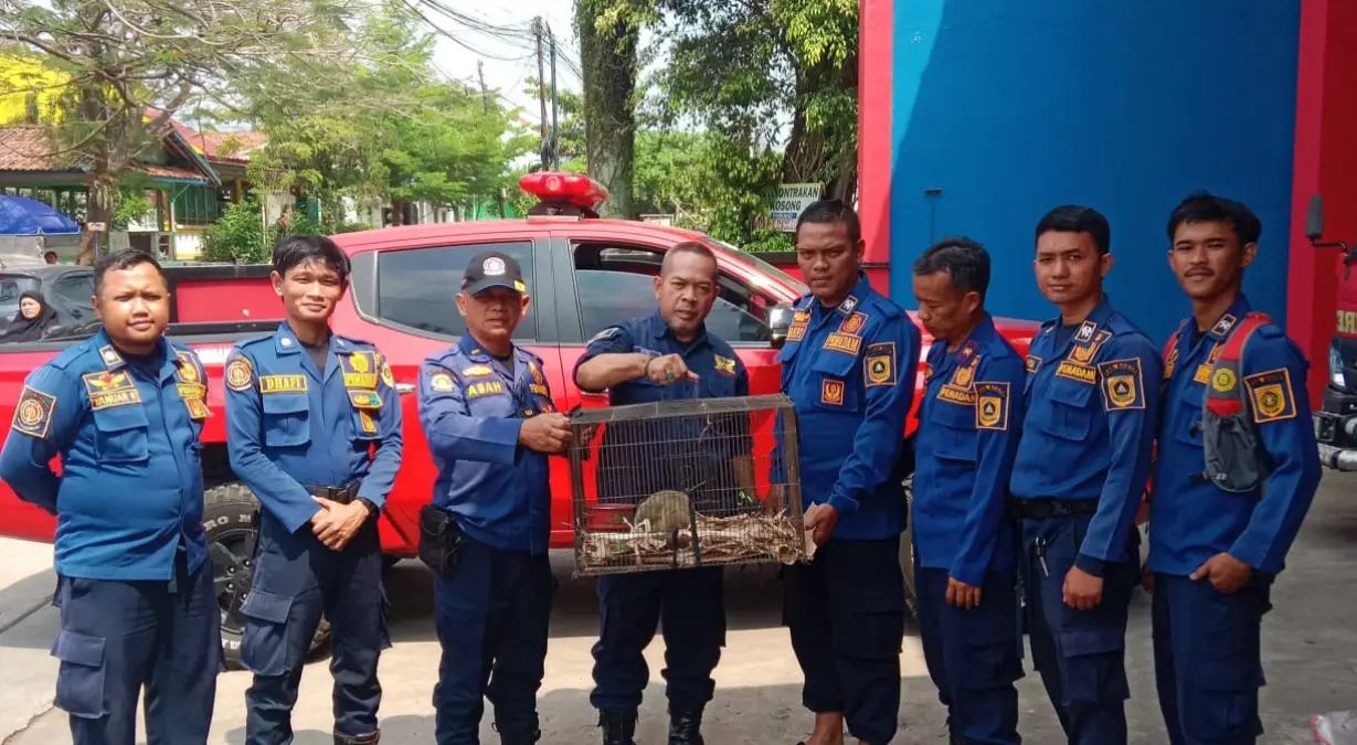 Kukang Jawa Terjatuh dari Pohon di Bogor, Dievakuasi Damkar dan Akan Diserahkan ke BKSDA – jabarekspres.com