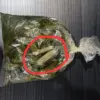 Petugas Lapas Narkotika IIA Bandung Gagalkan Penyelundupan 10 Paket Sinte yang Disembunyikan di Sayur Kangkung