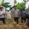 Benih Bawang Merah Unggul dari Ciamis Sukses Panen Perdana 16 Ton
