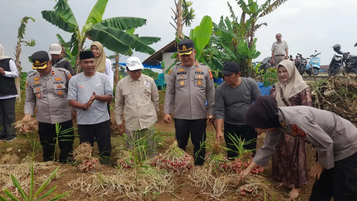 Benih Bawang Merah Unggul dari Ciamis Sukses Panen Perdana 16 Ton