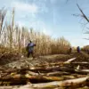 Mentan Tegaskan Pabrik Gula Wajib Punya Kebun Tebu, Percepat Swasembada?