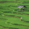 Pertanian Dipercepat, Mentan Siapkan Tambahan Anggaran untuk Perluas Program Petani