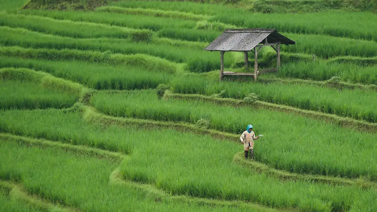 Pertanian Dipercepat, Mentan Siapkan Tambahan Anggaran untuk Perluas Program Petani Pertanian Dipercepat, Mentan Siapkan Tambahan Anggaran untuk Perluas Program Petani