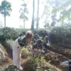 PETIK ILMU: Mahasiswa KKN Belajar Budidaya Stroberi dan Teh Bersama Petani Lokal