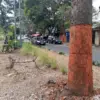 Tuai Polemik Lag, Pohon di Jalan Pahlawan Bandung Kini Dikuliti! 
