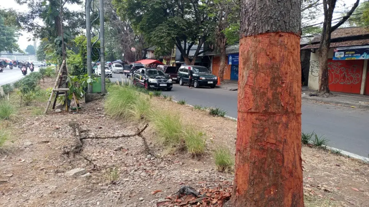Tuai Polemik Lag, Pohon di Jalan Pahlawan Bandung Kini Dikuliti! Tuai Polemik Lag, Pohon di Jalan Pahlawan Bandung Kini Dikuliti!