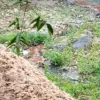 Sungai Cidadap, Kecamatan Gununghalu, Bandung Barat diduga tercemar limbah pabrik tepung tapioka. Dok DLH KBB