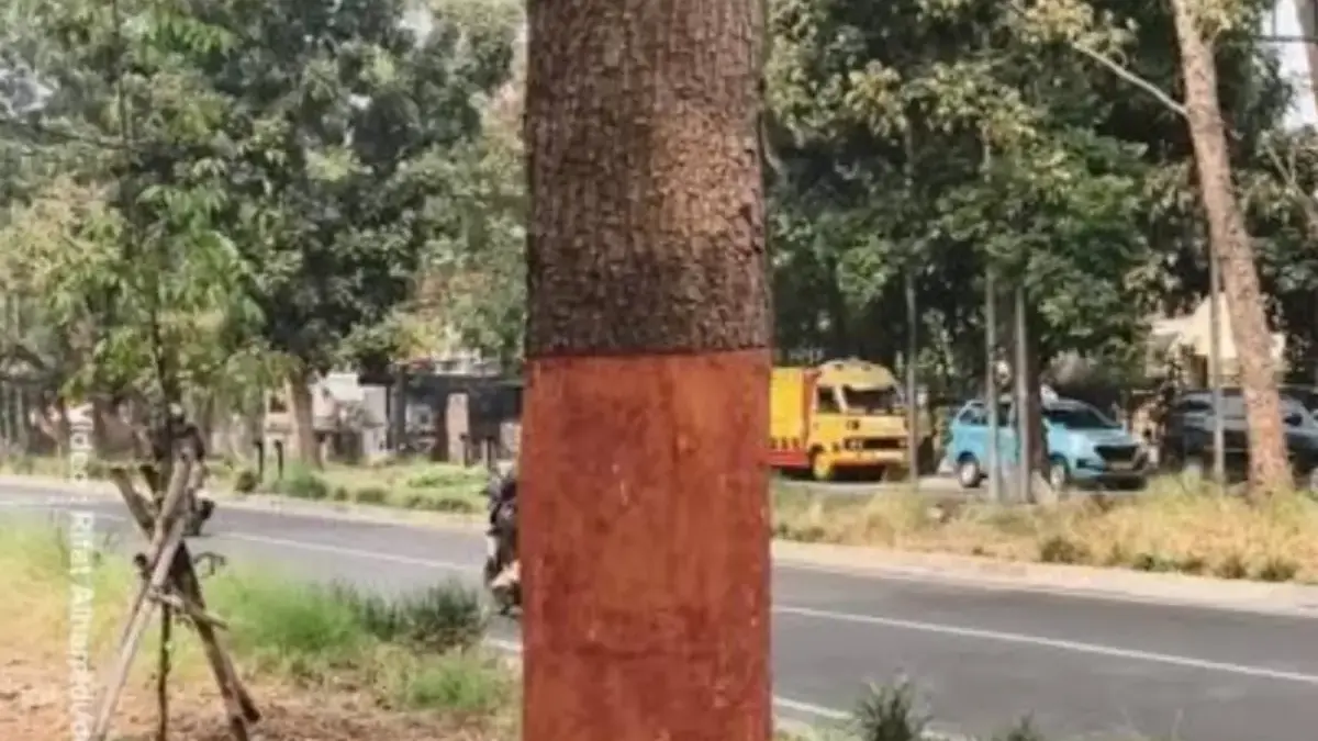 Pohon di Bandung Jadi Sasaran Perusakan, Ada yang Dibor hingga Disuntik Air Aki