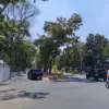 Buntut Penataan Halaman Gedung Sate, Sejumlah Pohon Diduga Turut Ditebang