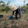 Antisipasi El Nino, Pemkab Bandung Barat Siapkan Langkah Hadapi Ancaman Kekeringan Sawah