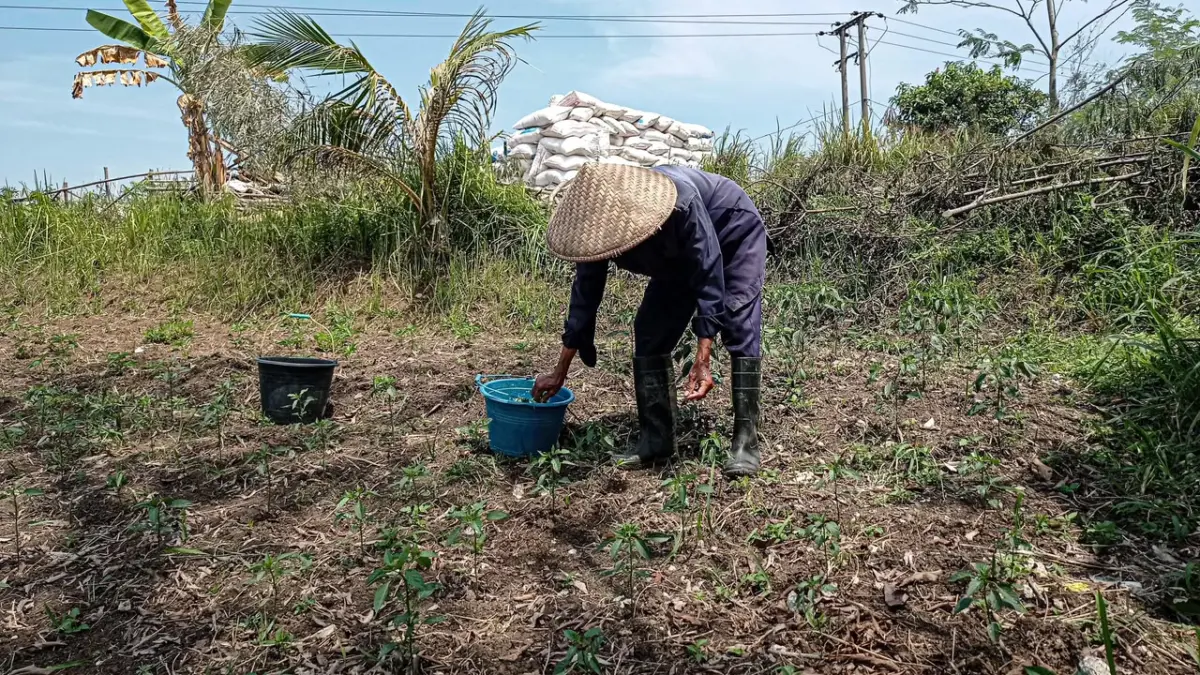 Antisipasi El Nino, Pemkab Bandung Barat Siapkan Langkah Hadapi Ancaman Kekeringan Sawah Antisipasi El Nino, Pemkab Bandung Barat Siapkan Langkah Hadapi Ancaman Kekeringan Sawah