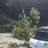 Pohon pinus yang tumbang di kawasan Cigendel, Kecamatan Pamulihan, Kabupaten Sumedang membuat arus lalu lintas