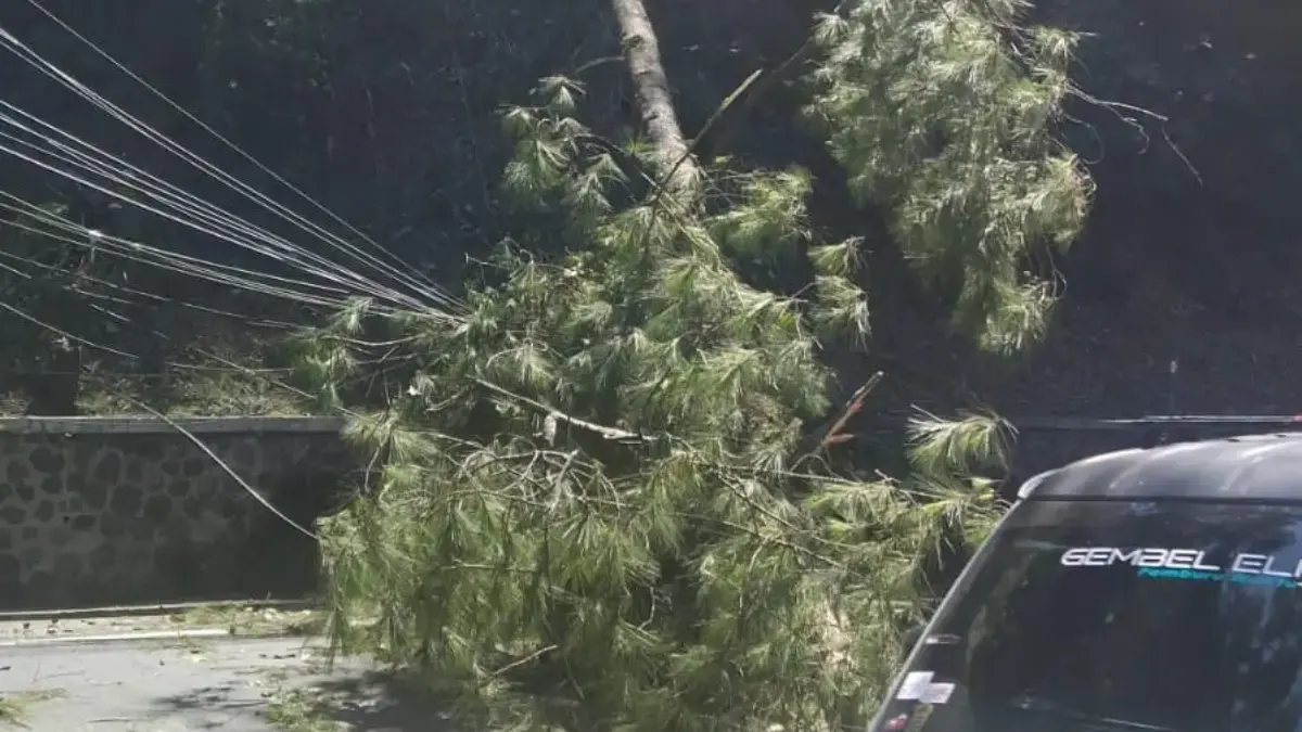 Pohon pinus yang tumbang di kawasan Cigendel, Kecamatan Pamulihan, Kabupaten Sumedang membuat arus lalu lintas