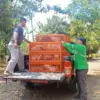 Distribusi bibit ayam petelur