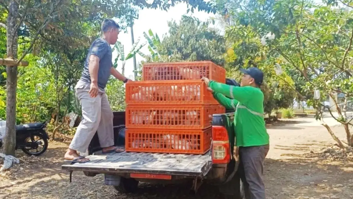 Dongkrak Produksi Peternakan, Pemprov Jabar Salurkan Bibit Ayam dan Mesin Tetas ke KBB Distribusi bibit ayam petelur