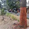 Ini Identifikasi Terduga Pelaku Pengulit Pohon Jalan Pahlawan Bandung!