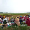 Ribuan Warga Cijulang Gelar Tradisi Botram di Tengah Sawah, Wujud Sukur Ketahanan Pangan