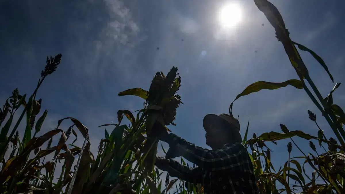 Ilustrasi: Seorang petani memanen Sorghum saat cuaca terik. Foto: Dimas Rachmatsyah / Jabar Ekspres