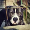 anjing pitbul