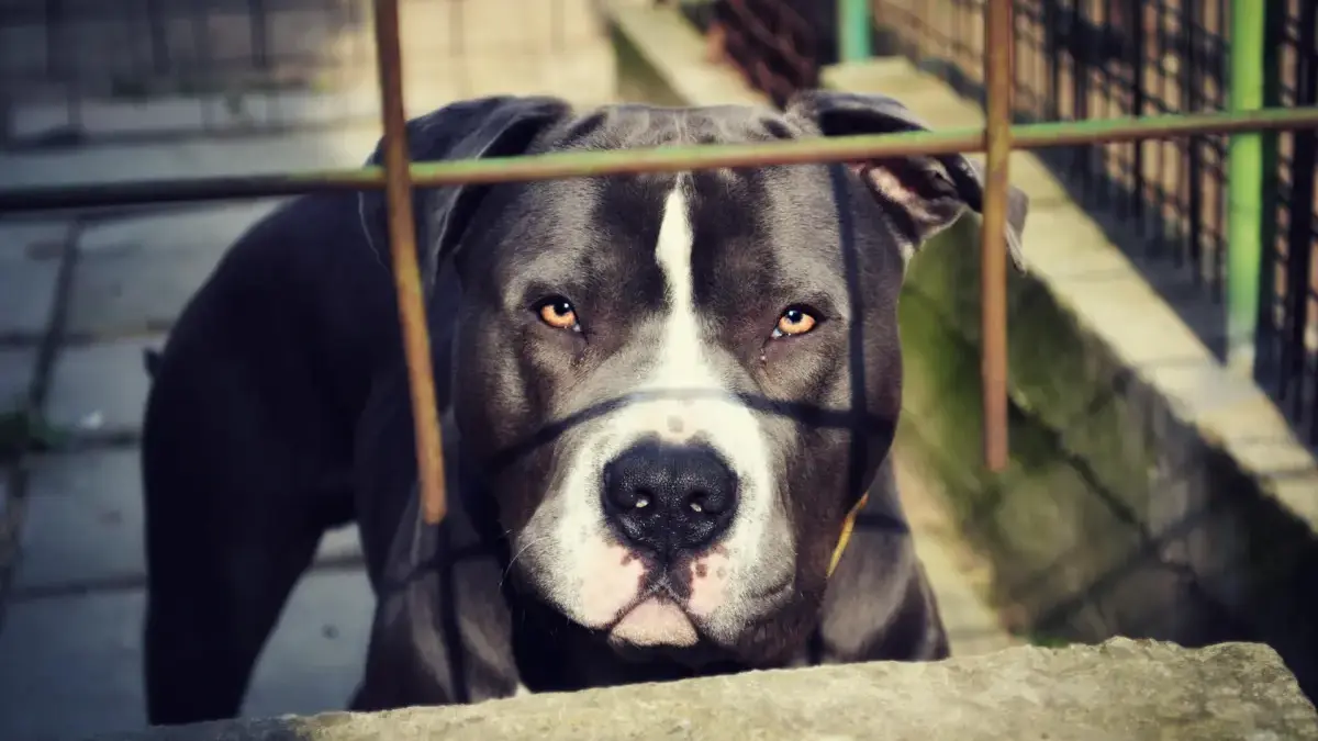 anjing pitbul