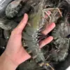 udang windu