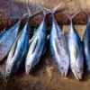ikan