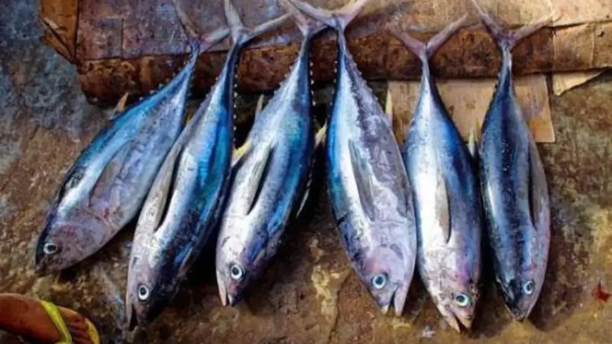 ikan