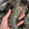 udang windu