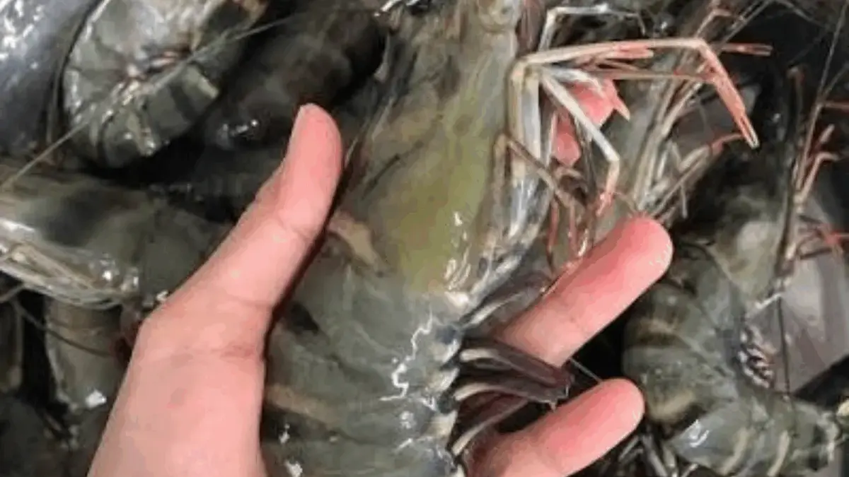 udang windu