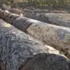 Pohon di Jalan Raden Demang Hardjakusumah Cimahi Berpotensi Dipangkas untuk Proyek Drainase