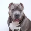 Ilustrasi pitbull