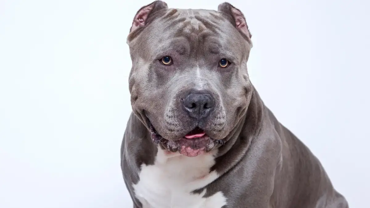 Ilustrasi pitbull
