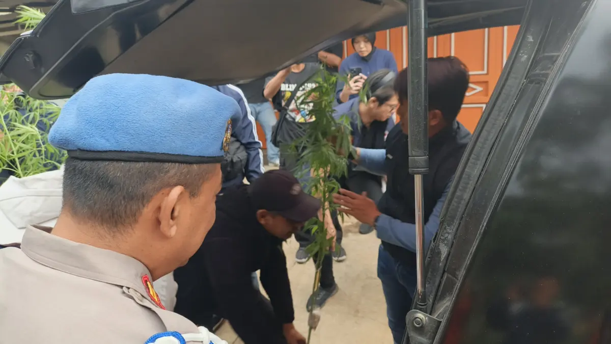 Nekat Tanam dan Simpan Ganja di Rumahnya, Seorang ASN di Bandung berhasil Diciduk Satres Narkoba Polrestabes