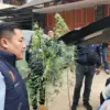 Polisi Selidiki Bibit Ganja yang Ditanam Seorang ASN di Rumahnya di Kawasan Cileunyi Bandung