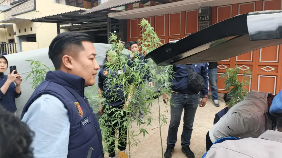 Polisi Selidiki Bibit Ganja yang Ditanam Seorang ASN di Rumahnya di Kawasan Cileunyi Bandung